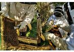 Collaboration EDIMETA avec un apiculteur passionné : Protéger les abeilles et favoriser la pollinisation des espèces végétales